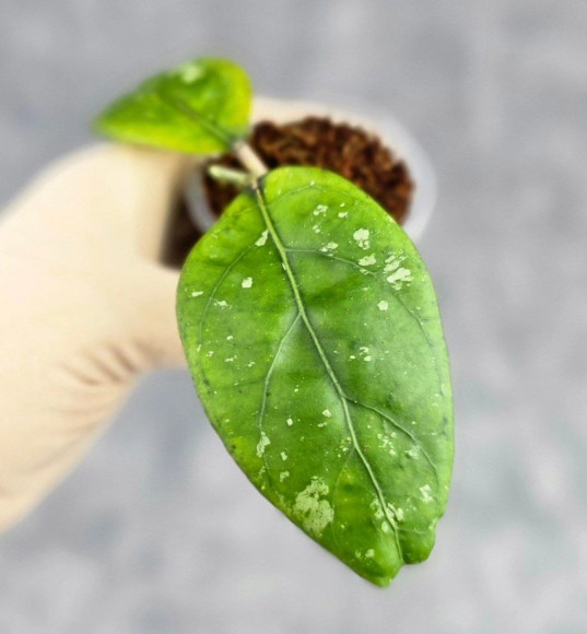 Hoya Sp Aceh Air Suri Hoya Sp Aceh Air Suri