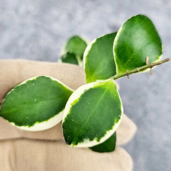 Hoya Incurvula Palta 
