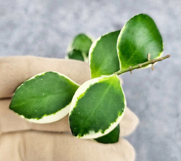 Hoya Incurvula Palta Hoya Incurvula Palta