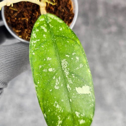 Hoya Deykeae Sumatera 