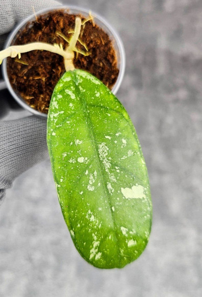 Hoya Deykeae Sumatera Hoya Deykeae Sumatera