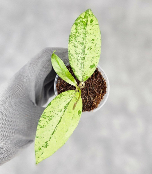 Hoya Alena Hoya Alena