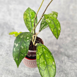 Hoya Clemensiorum Aceh #007              