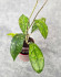 Hoya Clemensiorum Aceh #007              
