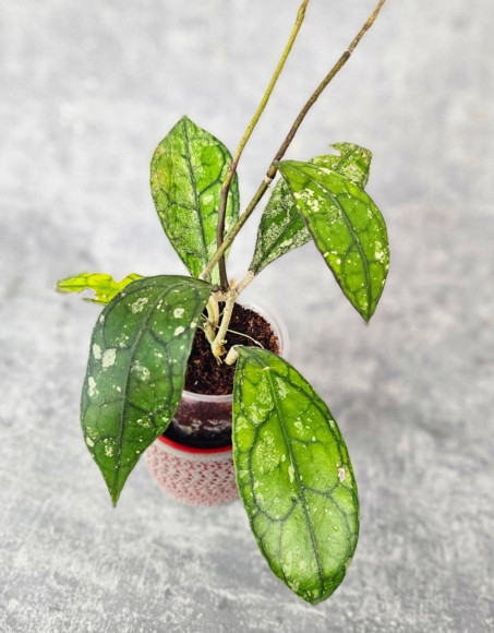 Hoya Clemensiorum Aceh #007              