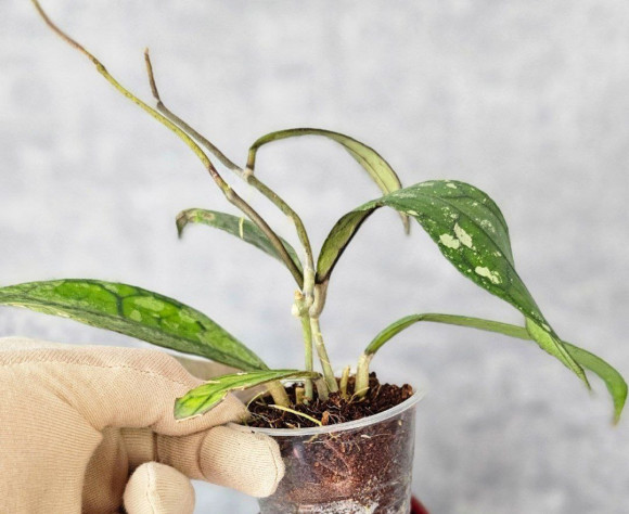 Hoya Clemensiorum Aceh #007              