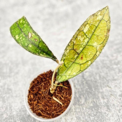 Hoya Clemensiorum Aceh Splash   