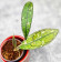 Hoya Clemensiorum Aceh Splash   