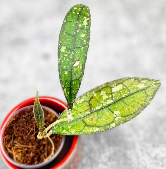 Hoya Clemensiorum Aceh Splash Hoya Clemensiorum Aceh Splash