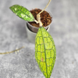 Hoya Clemensiorum Aceh ar #047