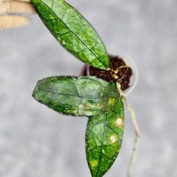 Hoya Clemensiorum Sarawak #001 