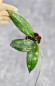Hoya Clemensiorum Sarawak #001 
