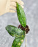 Hoya Clemensiorum Sarawak #001 