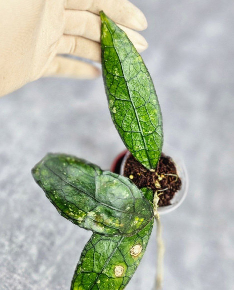 Hoya Clemensiorum Sarawak #001 Hoya Clemensiorum Sarawak #001