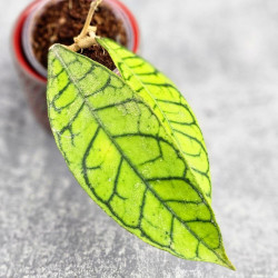 Hoya Calistophylla Black Cat