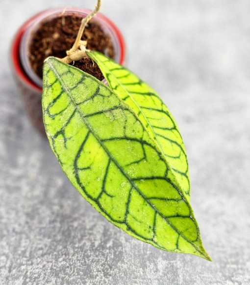 Hoya Calistophylla Black Cat