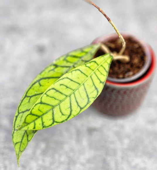 Hoya Calistophylla Black Cat Hoya Calistophylla Black Cat