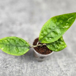 Hoya Sp Aceh Air Suri 