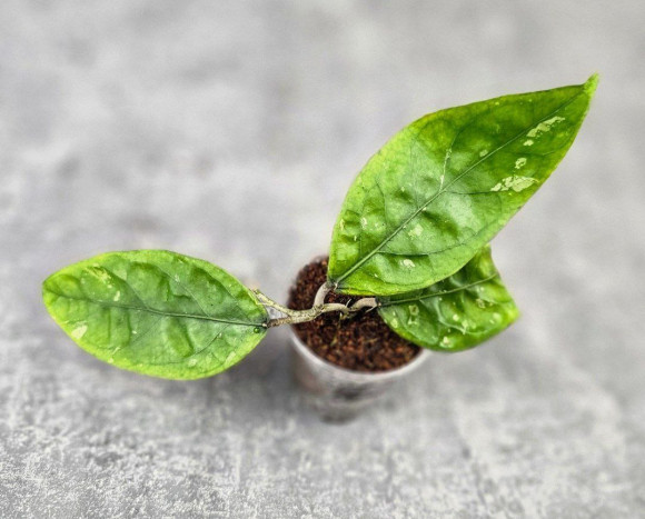 Hoya Sp Aceh Air Suri Hoya Sp Aceh Air Suri