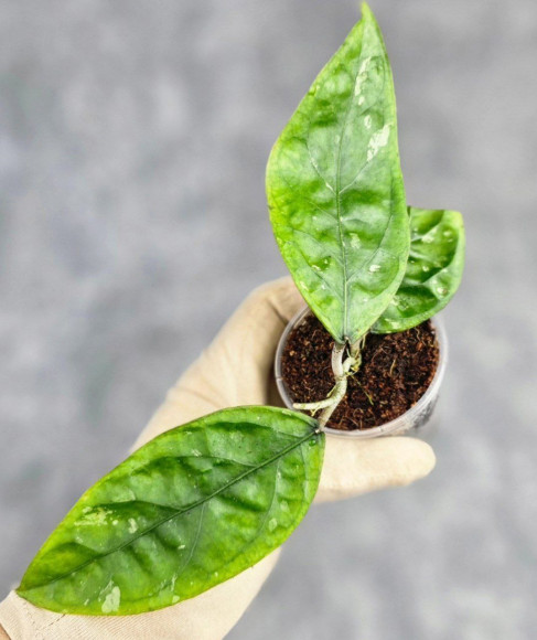 Hoya Sp Aceh Air Suri Hoya Sp Aceh Air Suri