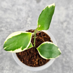 Hoya Incurvula Palta 