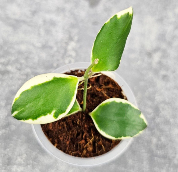 Hoya Incurvula Palta 