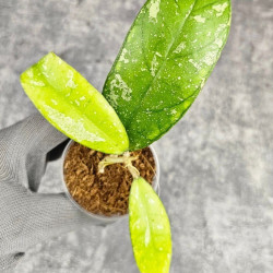 Hoya Deykeae Sumatera