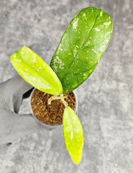 Hoya Deykeae Sumatera Hoya Deykeae Sumatera