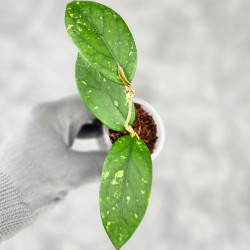 Hoya Sp. Takengong Splash