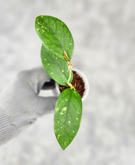 Hoya Sp. Takengong Splash Hoya Sp. Takengong Splash
