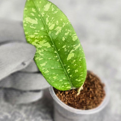 Hoya Sp. Aceh Embun Madu