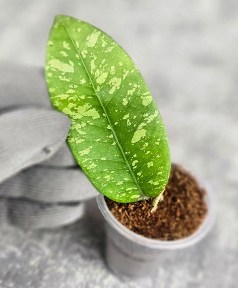 Hoya Sp. Aceh Embun Madu Hoya Sp. Aceh Embun Madu