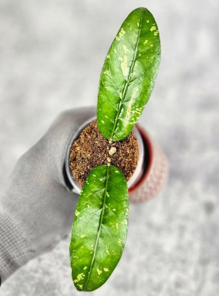 Hoya Sp Aceh PW 008 Hoya Sp Aceh PW 008