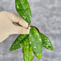 Hoya Clemensiorum Aceh #007               