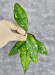 Hoya Clemensiorum Aceh #007               