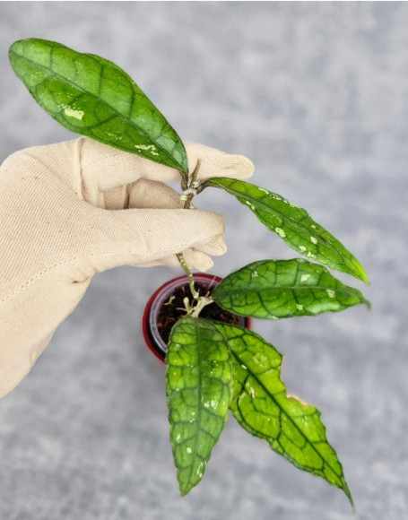 Hoya Clemensiorum Aceh #007               