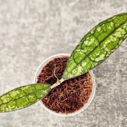 Hoya Clemensiorum Aceh Splash    