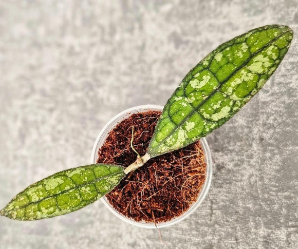 Hoya Clemensiorum Aceh Splash    