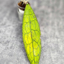 Hoya Clemensiorum Aceh ar #157