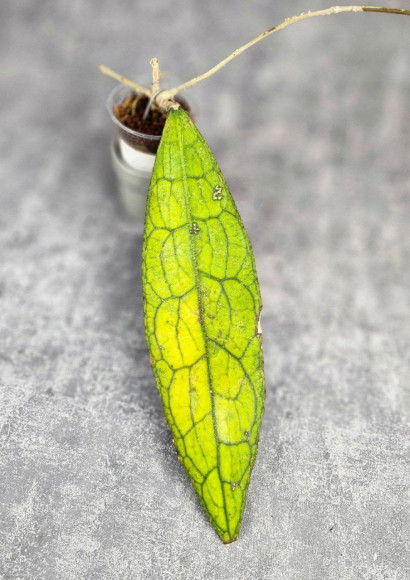 Hoya Clemensiorum Aceh ar #157