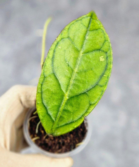 Hoya Clemensiorum Sarawak #001 