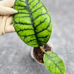 Hoya Calistophylla Chibi