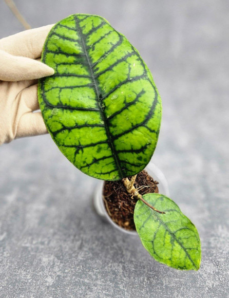 Hoya Calistophylla Chibi