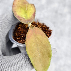Hoya Caudata Aceh Red Leaf  