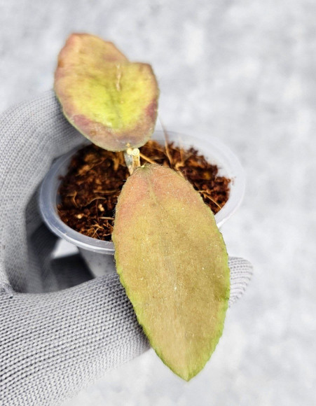 Hoya Caudata Aceh Red Leaf Hoya Caudata Aceh Red Leaf