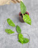 Hoya Caudata Aceh High Splash  