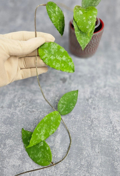 Hoya Caudata Aceh High Splash Hoya Caudata Aceh High Splash