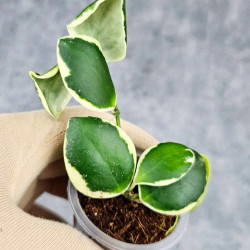 Hoya Incurvula Palta  