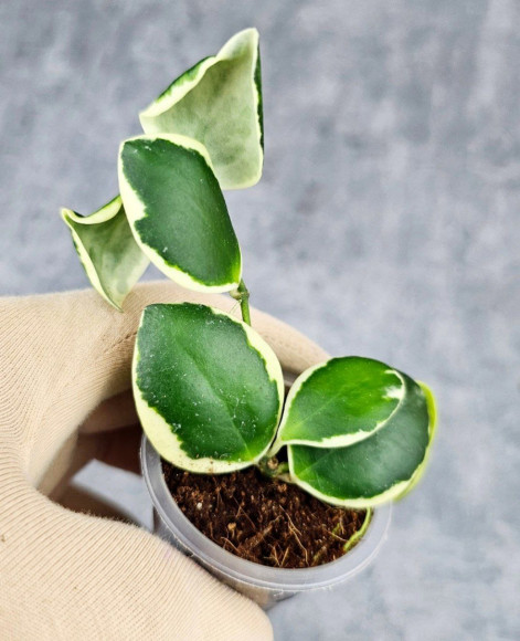 Hoya Incurvula Palta  