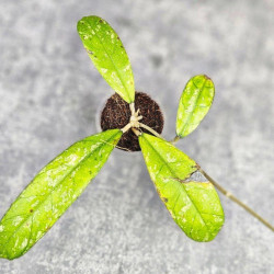 Hoya Deykeae Sumatera